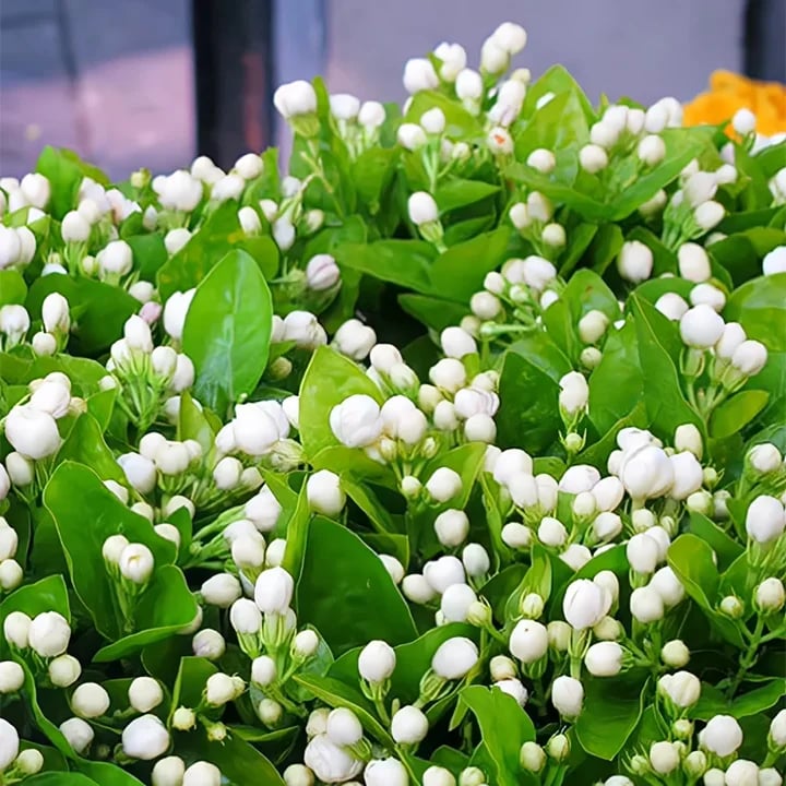 LAST DAY Promotion🌸Double Jasmine Seeds(Free Nutrient Solution)