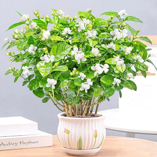 LAST DAY Promotion🌸Double Jasmine Seeds(Free Nutrient Solution)